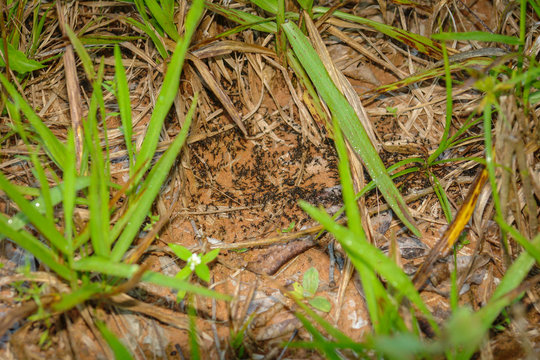Ants colony traveling through the jungle