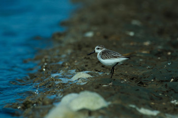 Spoon-billed sandpiper in nature Thailand