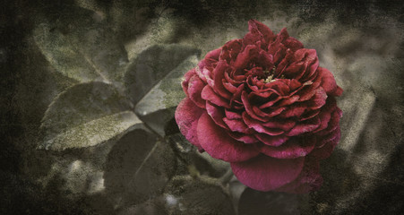 Rose Flowers in the design of natural dark tones.