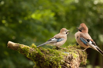 Jay bird feeding her young perched on a moss covered log close up