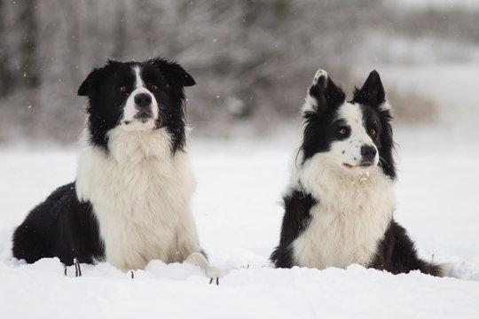 Two border collies lying on the snow