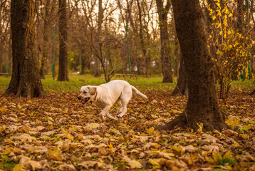 Funny young yellow labrador in beautiful autumn park on sunny day. Autumn portrait of white labrador running on fall leaves. Labrador dog outdoors the autumn. 