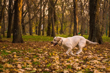 Funny young yellow labrador in beautiful autumn park on sunny day. Autumn portrait of white labrador running on fall leaves. Labrador dog outdoors the autumn. 