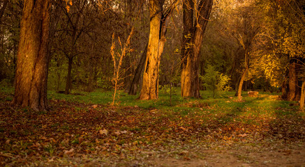 Colorful foliage in the autumn park. Golden leaves on branch, autumn wood with sun rays, beautiful landscape. Autumn. Fall. Autumnal Park. Autumn Trees and Leaves.