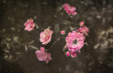 design roses background. Retro filter.