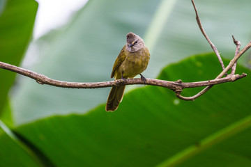 Flavescent bulbul species perch on branch