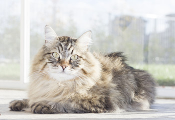 brown long haired cat of siberian breed lying in the garedn