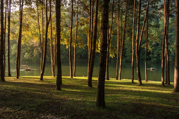 Forest trees nature green wood with sunlight in the morning
