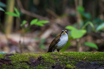 White-browed Scimitar-babbler in nature