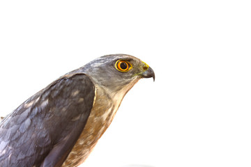 Besra or Little Sparrow Hawks