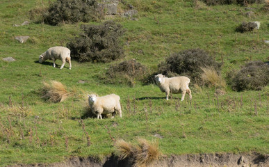 Obraz na płótnie Canvas Sheep eating green grass on the mountains of the south island of