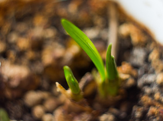 little green sprout in the spring sprouted from the earth