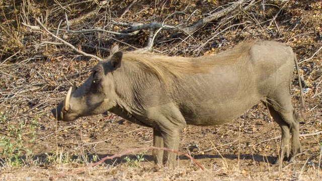 Warthog Close-up in Dry Natural African Habitat standing in Dead Leaves and Branches on a Sunny Day inside Kruger National Park South Africa