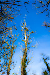 lonely tree in the forest