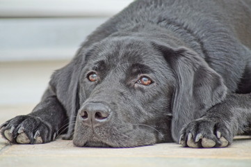 Labrador