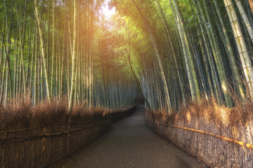 A bamboo forest in the morning sunrise 