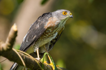 Besra or Little Sparrow Hawks