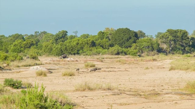 African Plain with Wildebeest Herd including a Young one in a Natural Dried River Environment Setting inside Kruger National Park South Africa