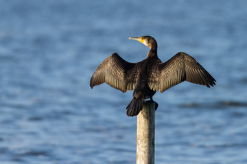 Kormoran beim trocknen seines Gefieder