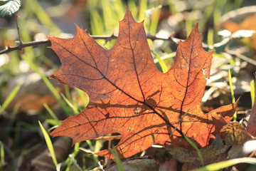 Feuille brune de chêne