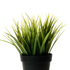green grass in pot on white background