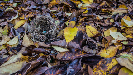 Autunno, nido