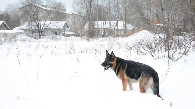 German Shepherd dog playing In A Snow. Cute dog running fast.