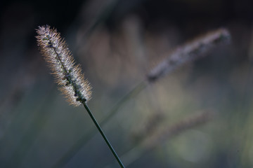 Grass seed head swaying in the wind, backlit with sunlight, with de-focused grass in background