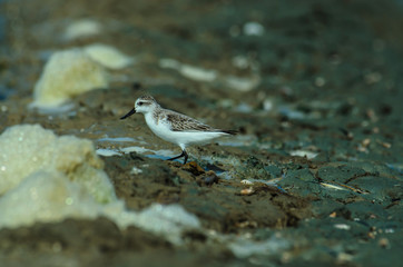 Spoon-billed sandpiper in nature Thailand