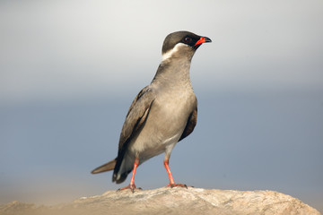 The rock pratincole (Glareola nuchalis) sitting on the stone
