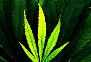 Ganja dark and fresh lime green colored leaves background picture