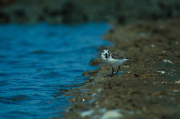 Spoon-billed sandpiper in nature Thailand