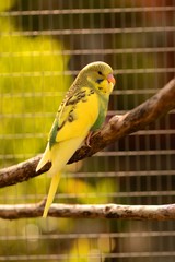 Fledgling budgie in oudoor aviary Melopsittacus Undulates 