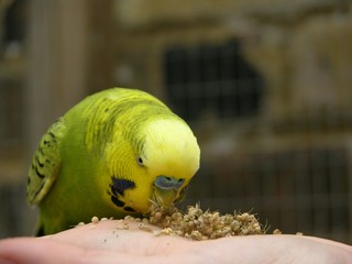 Tame budgied feeding on millet from palm of hand
