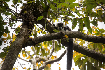 very rare White-belted Ruffed lemur - Gürtelvari, Varecia variegata subcincta, feeding on trees, National Park Nosi Mangabe, Madagaskar