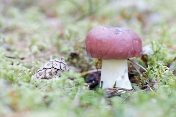 Closeup of a penny bun mushroom and a pine cone