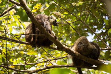 Group of White-fronted Lemur, Eulemur albifrons, resting on a tree, the national park Nosi Mangabe, Madagascar