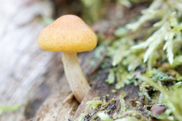 Closeup of yellow mushroom growing on a tree