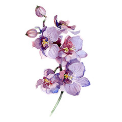 Fototapeta premium Watercolor orchid bouquet isolated on white background.