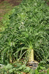 畑の実った大根