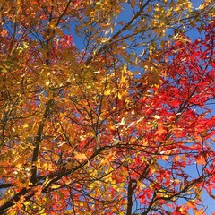 Maple Leaf Display