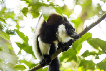 very rare White-belted Ruffed lemur - Gürtelvari, Varecia variegata subcincta, feeding on trees, National Park Nosi Mangabe, Madagaskar