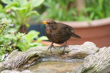 Female blackbird at birdbath.  (Turdus merula) 