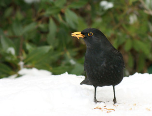 Blackbird Turdus merula) in the snow with mealworm