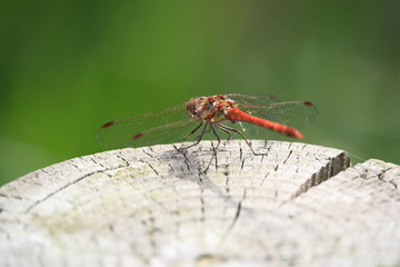 libellule rouge