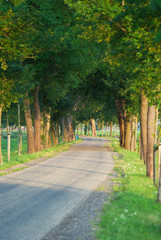 Row of trees along Dutch dike..