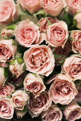 Close up of pink spray roses, background