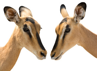 Portrait of Heads of Two Blackfaced Impala isolated on white