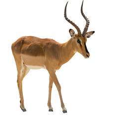 Portrait of walking Blackfaced Impala isolated on white