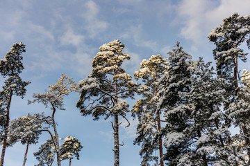 crown of pine trees